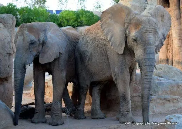 Visit Valencia, Bio Park