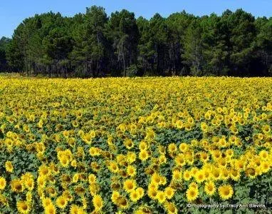 Sunflowers Discovering Spain