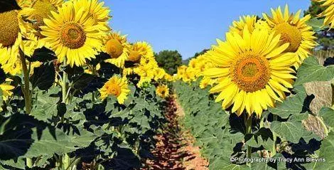 Sunflowers