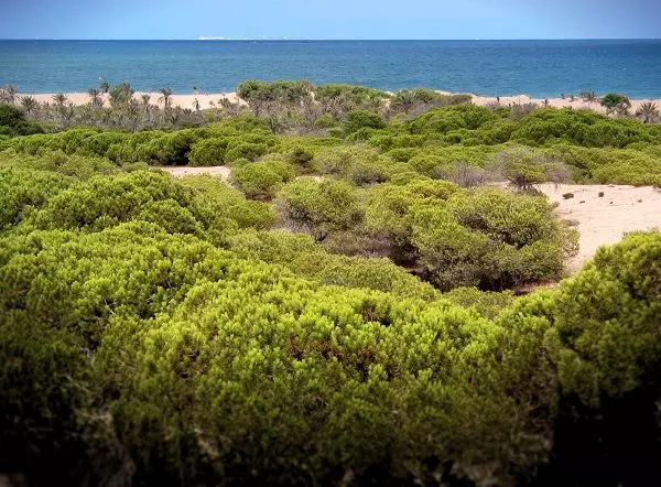 Guardamar dunes