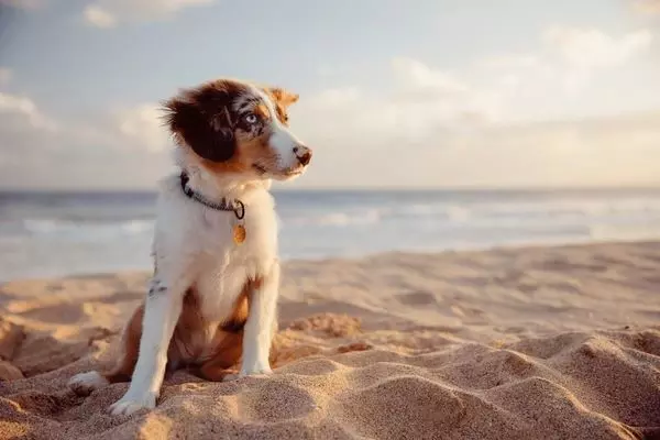 Dog friendly beaches in the area 