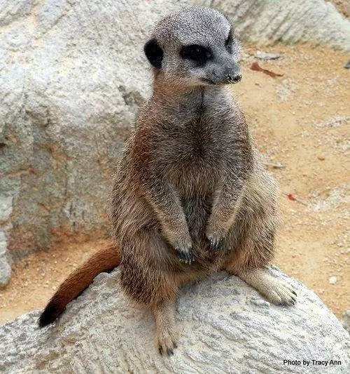 Mundomar Benidorm Meerkat