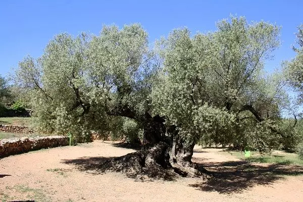 Spanish olive oil