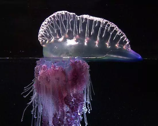 Jellyfish Safety, Portuguese man of war