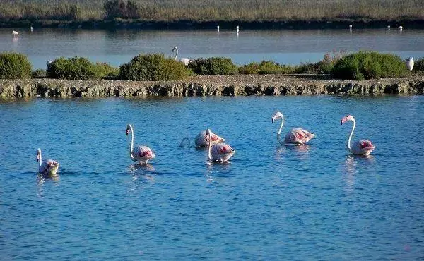 Salt Flats of Santa Pola