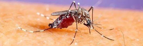 Mosquito Facts and the Best Repellents